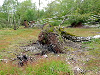 May 2014: 6A wind-blown birch